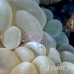 shirmp_coral_bubble_cr_hsb_r_h_0009_kom1866.jpg